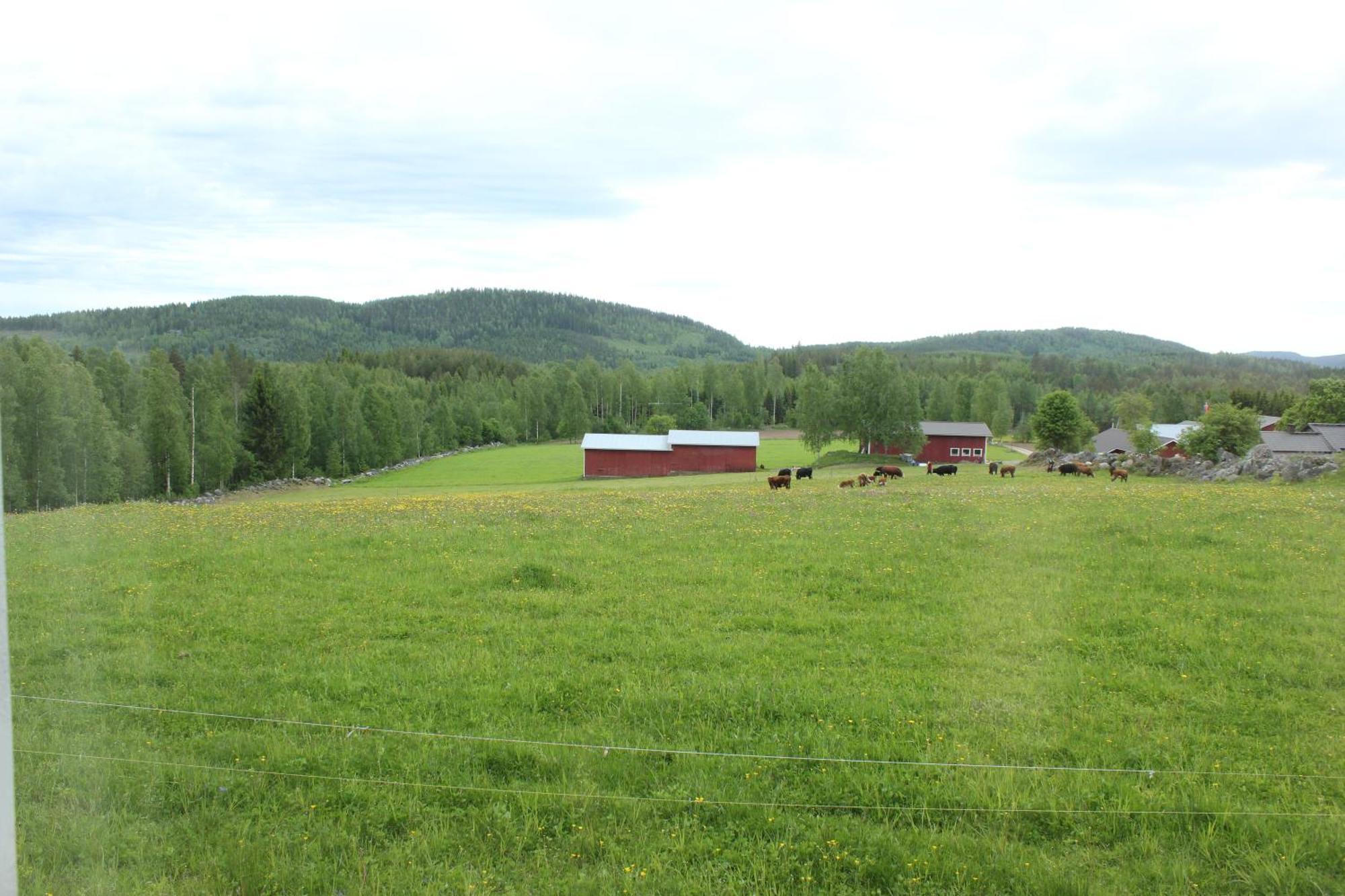 Maatilamatkailu Jaenisvaara Kolinkylä Oda fotoğraf